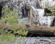 American Dippers 2228